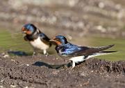 Rauchschwalbe - Barn Swallow  (Hirundo rustica)